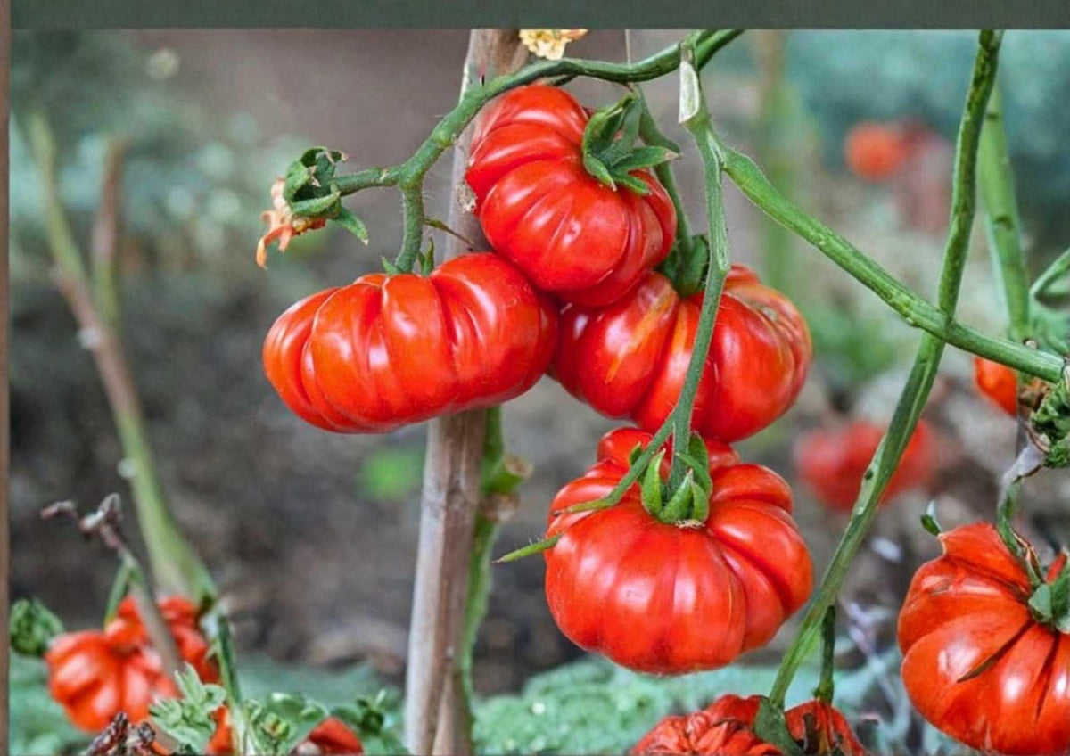 German Johnson Tomato Seeds – Heirloom Non-GMO Large Beefsteak Pink Red Fruits for Garden Planting