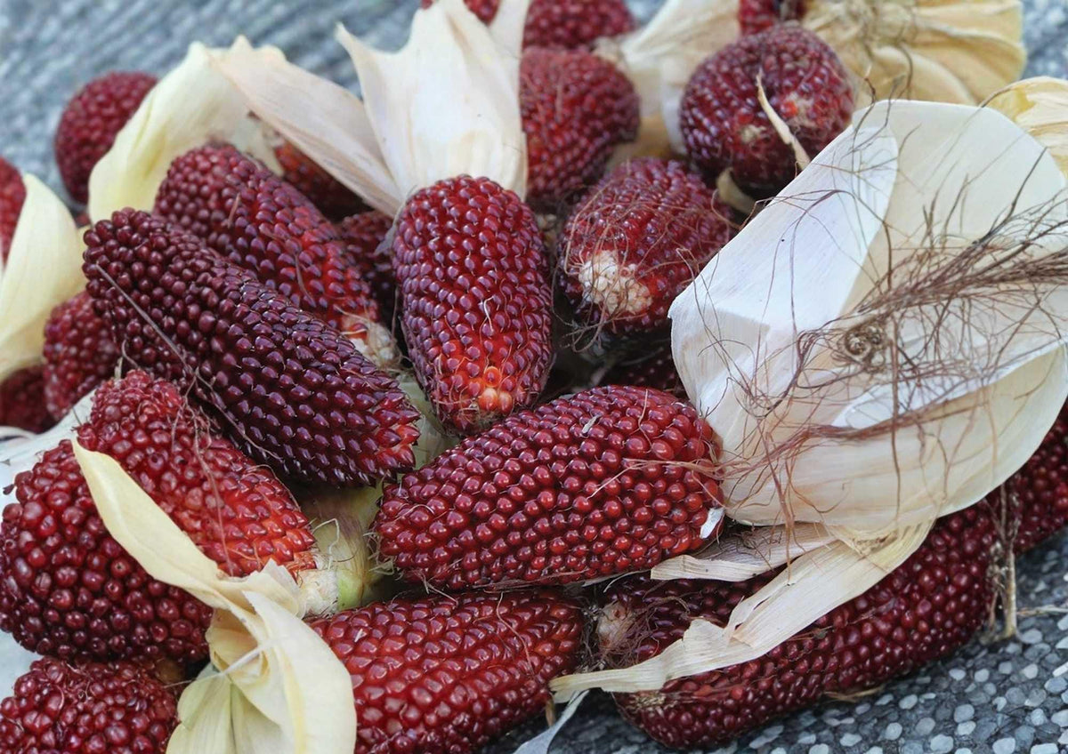 30+ Strawberry Ruby Corn Seeds – Heirloom Organic Rare Popcorn Seeds for Garden Planting, Deep Red Edible Kernels, Decorative Variety