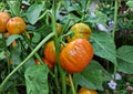 Vintage Wine Striped Tomato Seeds, Heirloom Beefsteak, Large Red Yellow Fruits, Garden Planting, Rare 130+ Seeds