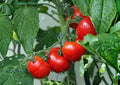 Early Cascade Tomato Seeds – Heirloom Non-GMO Cold Hardy High Yield Vegetable Seeds for Garden Planting