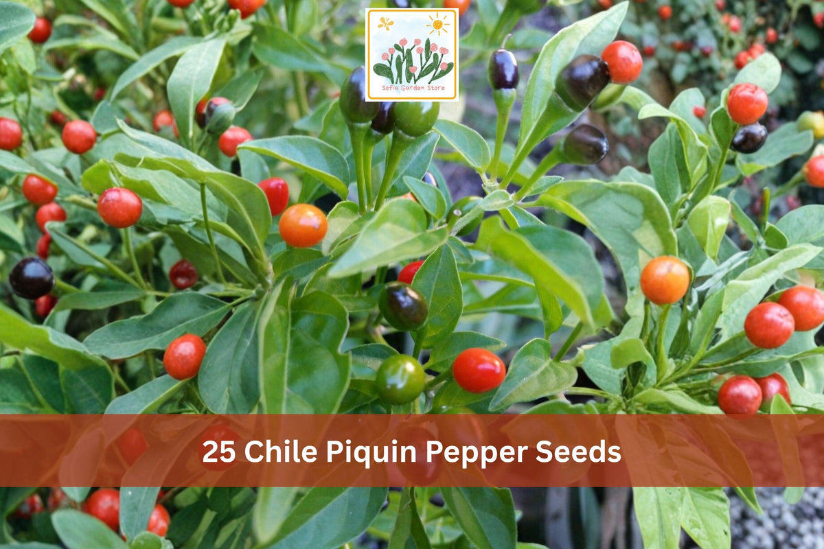 25 Chile Piquin Pepper Seeds Hot Small Red Chili Heirloom Garden Planting