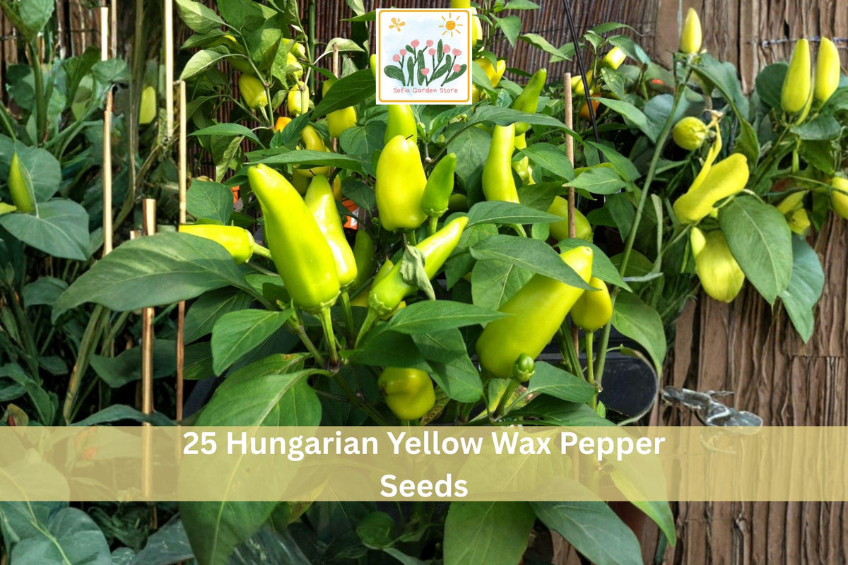 25 Hungarian Yellow Wax Pepper Seeds Hot Chili Vegetable Garden