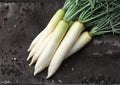 White Icicle Radish Seeds – Heirloom Organic Non-GMO Vegetable Seeds for Garden Planting