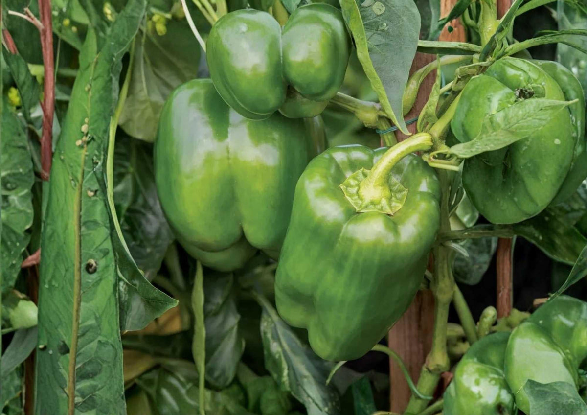 Emerald Giant Bell Pepper Seeds – Heirloom Non-GMO, Large Thick-Walled Green to Red Sweet Peppers for Garden and Container Growing