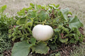 Polar Bear Heirloom White Pumpkin Seeds – Large Decorative Fall Harvest, Non-GMO, Vining, Bright White Pumpkins, 10 Seeds