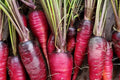 Cosmic Purple Carrot Seeds, Organic Heirloom, Rare Purple Root Vegetable, 100+ Seeds for Garden, Root Crop, Non-GMO