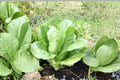 Giant Caesar Lettuce Seeds - Heirloom Romaine, Non-GMO, Sweet Flavor, High Yield, 500+ Seeds
