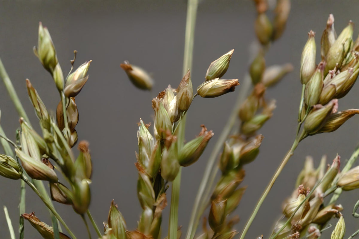 Fowl Bluegrass Seeds 100 Poa palustris Native Wetland Grass for Restoration & Wildlife Habitats