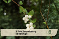 Live Snowberry Seedlings – Symphoricarpos albus, White Berries, Hardy Deciduous Shrubs, 1–2 Years Old, Perfect for Landscaping & Borders