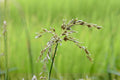 Smooth Panicgrass Seeds 100 | Native Panicum dichotomiflorum for Erosion Control & Wetlands