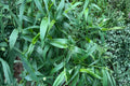 Deertongue Grass Seeds 100 Pack | Native Panicum clandestinum ‘Tioga’ for Erosion Control & Wildlife Habitat