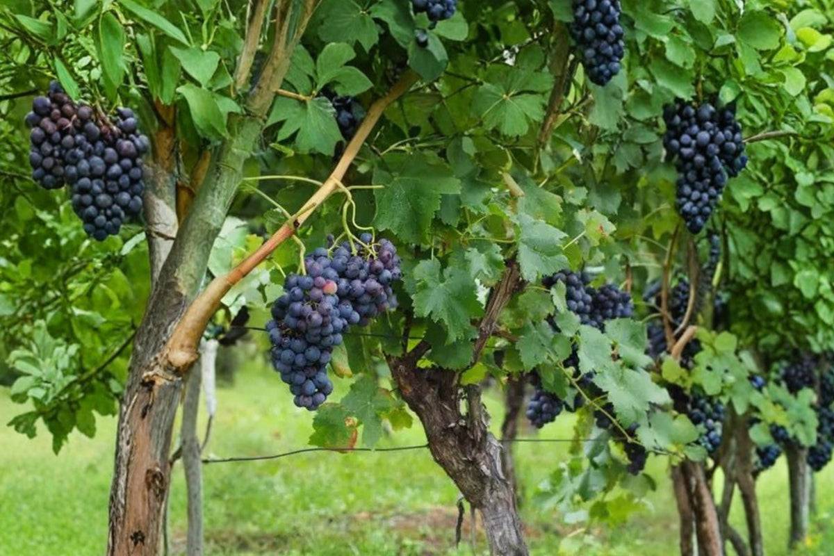 50 Seeds Grape Vine Vitis vinifera Ornamental Climbing Vine Bonsai