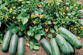 50 Seeds Eureka Cucumber Cucumis sativus Vegetable Garden Planting