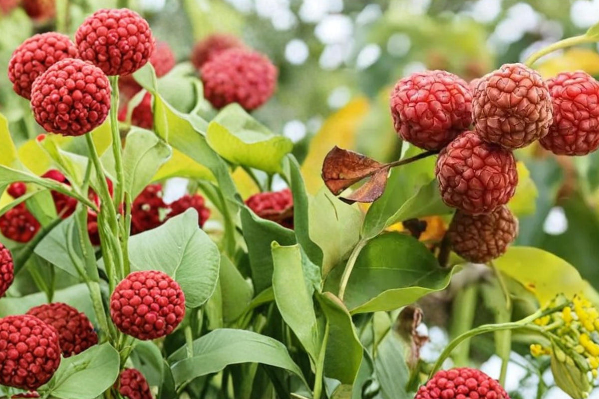 10 Seeds Mandarin Melon Tree Maclura tricuspidata Che Fruit Edible Ornamental
