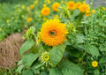 Giant Teddy Bear Sunflower Seeds – Heirloom Non-GMO Large Fluffy Double Yellow Blooms for Garden Planting