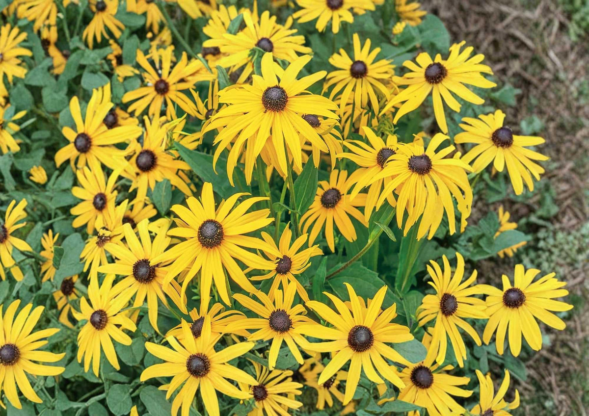 Maximilian Sunflower Seeds, Perennial Heirloom, Non-GMO, Tall Yellow Blooms, Pollinator-Friendly, Helianthus maximiliani