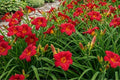 Daylily Bulbs Little Business Perennial Flower Bare Root Plants, Hemerocallis, Vibrant Blooming Garden Flowers