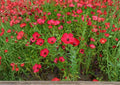 Scarlet Flax Seeds, Bright Red Wildflower, Ornamental Pollinator-Friendly, Linum grandiflorum, 200+ Seeds for Garden Planting