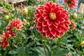 Giant Hybrid Lily Bulb - Extra Large Orange Flower - 7¼ Inch Blooms - Lilium Hybrid for Garden, Border, or Cut Flowers