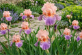 Giant Dinnerplate Dahlia Bulb Clump Noordwijks Glory - Decorative Flower for Garden Planting
