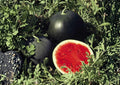 Florida Giant Watermelon Seeds - Heirloom Organic Non-GMO, Extra Large Fruit, Juicy Red Flesh, Heavy Yield, Garden Planting