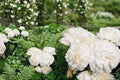 Peony Bulb Root Edulis Superba Rosy Pink White Double Blooms – Paeonia lactiflora