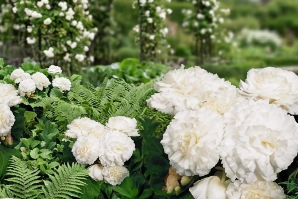 Peony Bulb Root Edulis Superba Rosy Pink White Double Blooms – Paeonia lactiflora