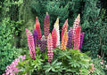 Snapdragon Tall Mix Flower Seeds – Bright Multicolor Ornamental Garden Planting, Antirrhinum majus