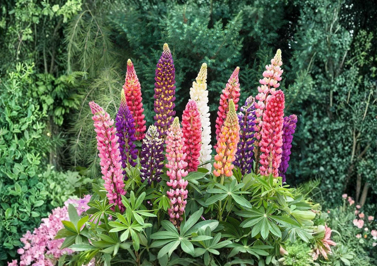 Snapdragon Tall Mix Flower Seeds – Bright Multicolor Ornamental Garden Planting, Antirrhinum majus