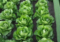 Giant Caesar Romaine Lettuce Seeds – Heirloom, Tall, Crunchy Salad Greens, High Yield Vegetable Seeds for Garden Planting