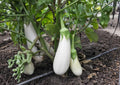 Snowy White Eggplant Seeds – Heirloom Non-GMO Small Oval White Fruits for Gourmet Cooking, Solanum melongena