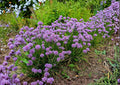 Chives Seeds, Perennial Herb, Green Onion, Allium schoenoprasum, Culinary Herb for Garden & Kitchen