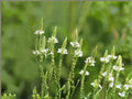 White Vervain Flower Seeds | Verbena urticifolia | Perennial Garden Plant for Borders & Natural Landscapes
