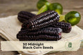 Black Corn Seeds - Midnight Black Zea mays for Ornamental Gardens, Full Sun, Heirloom-Style, Dark Kernel Crop