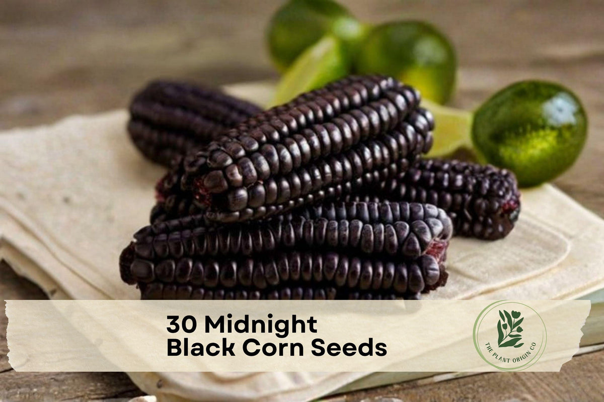 Black Corn Seeds - Midnight Black Zea mays for Ornamental Gardens, Full Sun, Heirloom-Style, Dark Kernel Crop