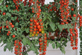 Waterfall Heirloom Cherry Tomato Seeds – Cascading Vine, Non-GMO, Bright Red, Indeterminate, 10+ Seeds for Hanging Baskets & Containers