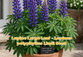Lupine Seeds Large Leaf Perennial Flower for Cottage Gardens, Pollinator & Wildflower Beds – Lupinus polyphyllus