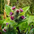 Burdock Root Seeds – Arctium lappa Medicinal Herb, Detox Plant, Edible Garden Seeds for Herbal Remedies and Cooking