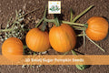500 Seeds Perilla Shiso Jeok Ssam Ip Korean Herb