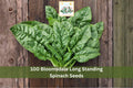 100 Seeds Bloomsdale Long Standing Spinach Heirloom Leafy Green Vegetable