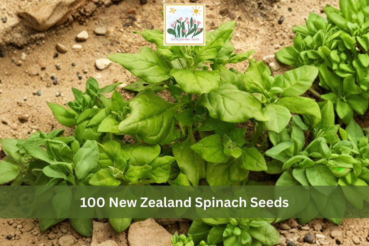 100 New Zealand Spinach Seeds Tetragonia tetragonioides Heat Tolerant Leafy Green