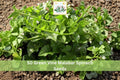 50 Seeds Malabar Spinach Green Vine Climbing Leafy Vegetable