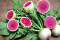 Watermelon Radish Seeds 250+ – Raphanus sativus – Crisp Root Vegetable with Green-White Skin & Pink Interior – Heirloom Garden Seed
