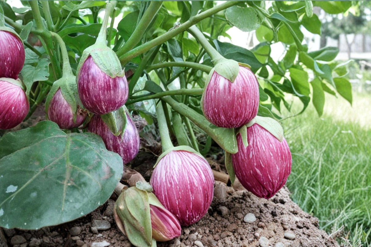 50 Seeds Striped Eggplant Solanum melongena Heirloom Vegetable Garden