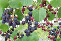 50 Seeds Saskatoon Serviceberry Amelanchier alnifolia Shrub Fruit