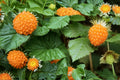 50 Seeds Salmonberry Rubus spectabilis Native Berry Shrub