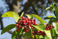 Kurogane Holly Seeds, Ilex rotunda, Evergreen Ornamental Tree, Bright Red Berries, Hedge, Landscape, Wildlife Garden, 25 Seeds