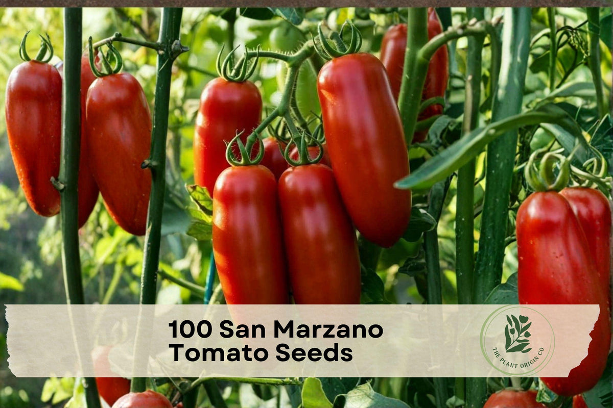 San Marzano Tomato Seeds - Heirloom Indeterminate Solanum lycopersicum for Garden, Trellis, Paste-Style Fruit