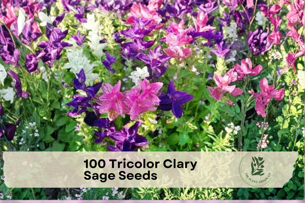 100 Tricolor Clary Sage Seeds - Salvia viridis, Mixed Pink Purple White, Ornamental Annual Flower for Borders & Garden Beds