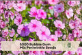 Bubble Gum Mix Periwinkle Seeds, Catharanthus roseus, Bright Pink White Rosy Blooms, Annual Flower for Borders & Containers